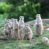 携程大促:酒店\/机票99元起 1元驾照翻译件 9元