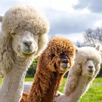 特价机票:成都\/重庆-奥克兰\/悉尼\/墨尔本4-30天