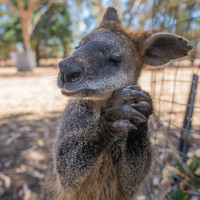 特价机票:成都\/重庆-奥克兰\/悉尼\/墨尔本4-30天