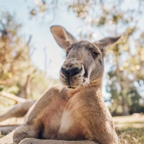 特价机票:北京\/天津\/青岛直飞澳大利亚\/新西兰多