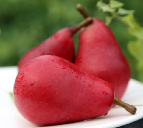 10点开始太阳果红啤梨5斤