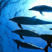 周末不涨价：天津瑞湾开元大酒店1晚+双早+亲子自助晚餐＋极地海洋世界门票2张