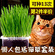七彩屋 猫草种子