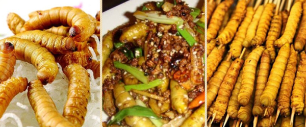 如何成为一个站在食物链顶端的吃货?