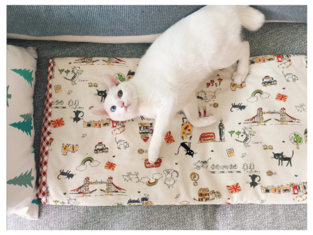 喵星人来袭 那些又萌又傲娇的猫咪元素小物