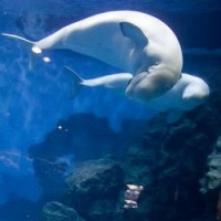 酒店特惠：天津京基皇冠假日酒店1晚+两大一小早晚餐+游玩门票（2选1）2张