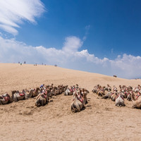 当地玩乐：宁夏沙坡头/沙湖镇北堡影城岩画/腾格里沙漠品质一日游