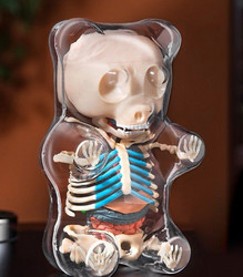 4D MASTER X JASON FREENY 软糖小熊透视解剖骨骼模型