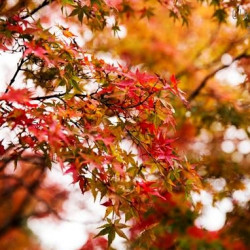 红叶季好价:途牛机票 上海-日本大阪\/东京\/冲绳