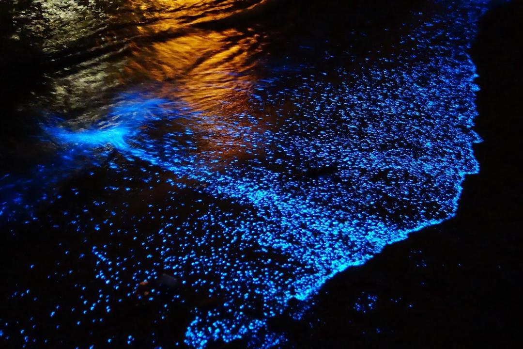 小恐龙生物灯 把浪漫荧光海滩装回家