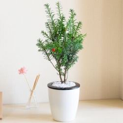 花卉绿植 红豆杉 4年龄双层吸水盆