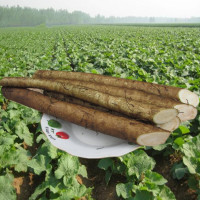 徐州益顺康 新鲜牛蒡根5斤装2017年 生鲜蔬菜牛蒡茶原料