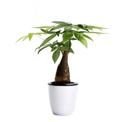 千束万树 室内绿植盆栽