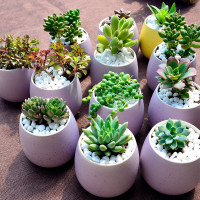 植艺 多肉植物10个+2000ml土+10个小黑盆