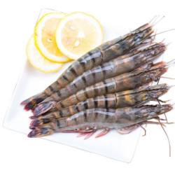 马来西亚 黑虎虾 800g