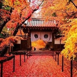 上海-日本本州（东京+富士山+大阪+京都）6日5晚跟团游
