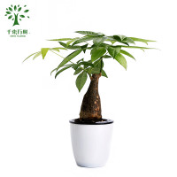 千束万树 室内绿植盆栽 发财树