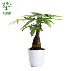 千束万树 室内绿植盆栽 发财树