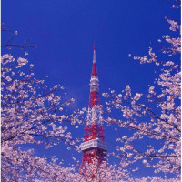 28日大促：日本航空 广州/北京/上海-东京2-15天往返含税