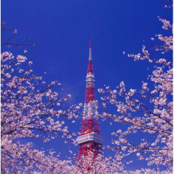 日本航空 广州/北京/上海-东京2-15天往返含税