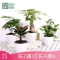 遇花园 发财树绿萝小盆景