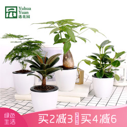 遇花园 发财树绿萝小盆景