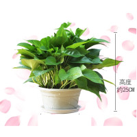 花络阁 绿萝盆栽 带盆栽好 送接水盘