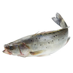 Gfresh 东海冰鲜海鲈鱼 600g 1条 海鲜水产