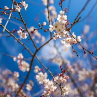 特价机票：东方航空直飞 北京-日本福冈 7天往返含税机票