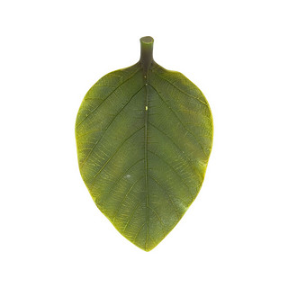 NITORI MS153899-8 绿色树叶 装饰摆件 