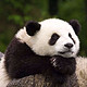 亲子游：广州长隆野生动物世界/动物园 儿童平日票（免费做缆车）