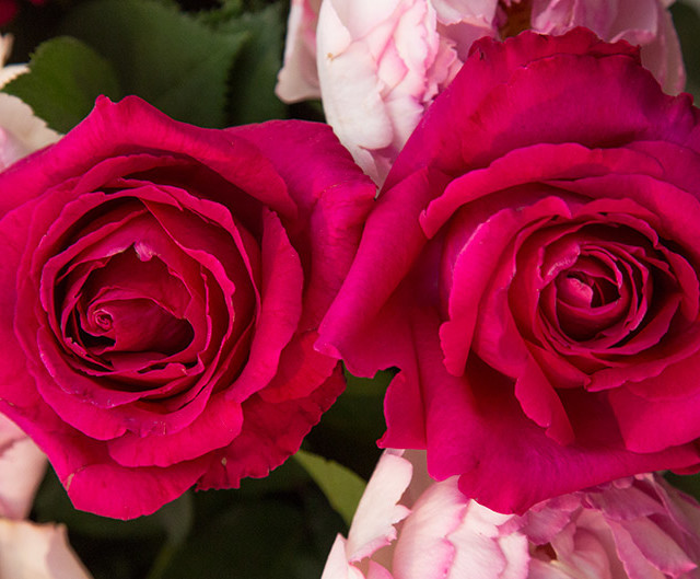 一朵花的万般姿态 十款玫瑰主题香氛推荐榜