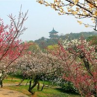 最佳赏梅期来了：这17个赏梅胜地一一细说