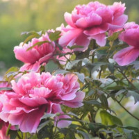 踏青赏花：花开富贵 国色天香 北京-河南云台山+龙门石窟+少林寺+开封双动5日跟团游