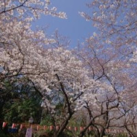 樱花季：北京-日本东京6天5晚自由行