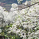  酒店特惠：避开赏樱大军，去苏州树山村，在漫山遍野的梨花香中泡温泉！清明可订！　