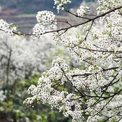 避开赏樱大军，去苏州树山村，在漫山遍野的梨花香中泡温泉！清明可订！