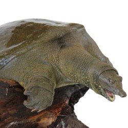 冷江 鲜活生态余姚甲鱼 三年以上母鳖 850g *2件