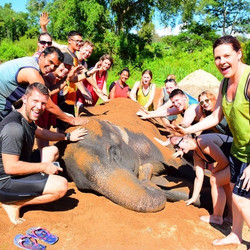 泰国 普吉岛/清迈 大象保护营一日游