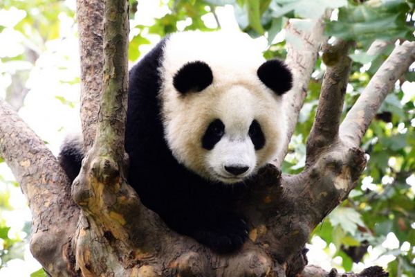 史上最幸福的职业？：成都大熊猫基地 爱心饲养员！