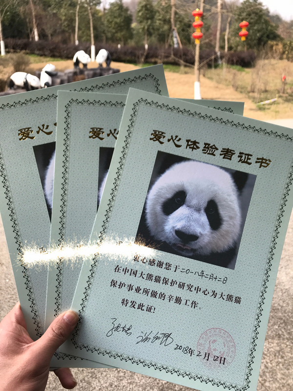 史上最幸福的职业？：成都大熊猫基地 爱心饲养员！