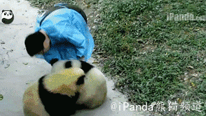 从幼崽到成长为一只健康的成年熊猫,每一个阶段都离不开工作人员的