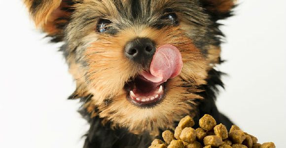  吃完进口的再尝尝国内的值友投票榜之国产狗粮篇