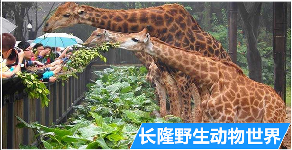 暑期亲子游!广州长隆酒店2晚住宿套餐 (含自助早餐+任选双园门票)