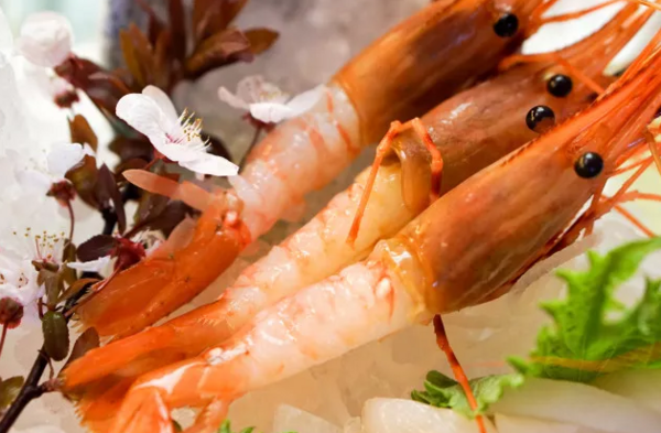 上海绿地万豪放大招！牡丹虾领衔13种刺身畅吃！这席五星日料放题，100+道菜任刷，竟有鲍鱼鹅肝！