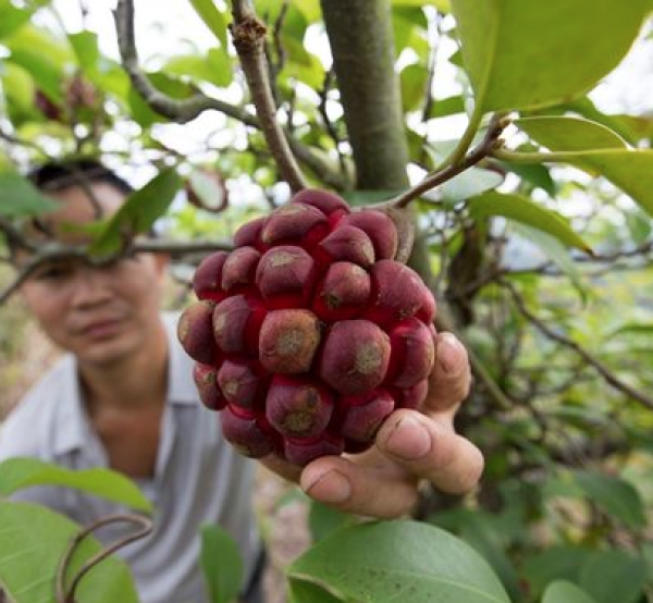 不正常水果大盘点,你吃过一半算我输!