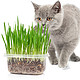 逸诺 猫草套装 4包种子+营养土*1袋+培育盒*1个 *2件
