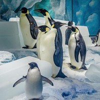 424生活旅行日：与企鹅一起游环球美食之旅 珠海长隆企鹅酒店自助午/晚餐