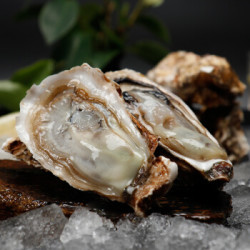 海鲜颂鲜活刺身生蚝海蛎梅岭牡蛎刺身生蚝25kg约2530个