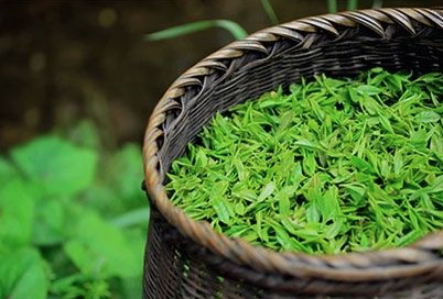 浓香耐泡是雨前 天猫高销量雨前龙井推荐榜